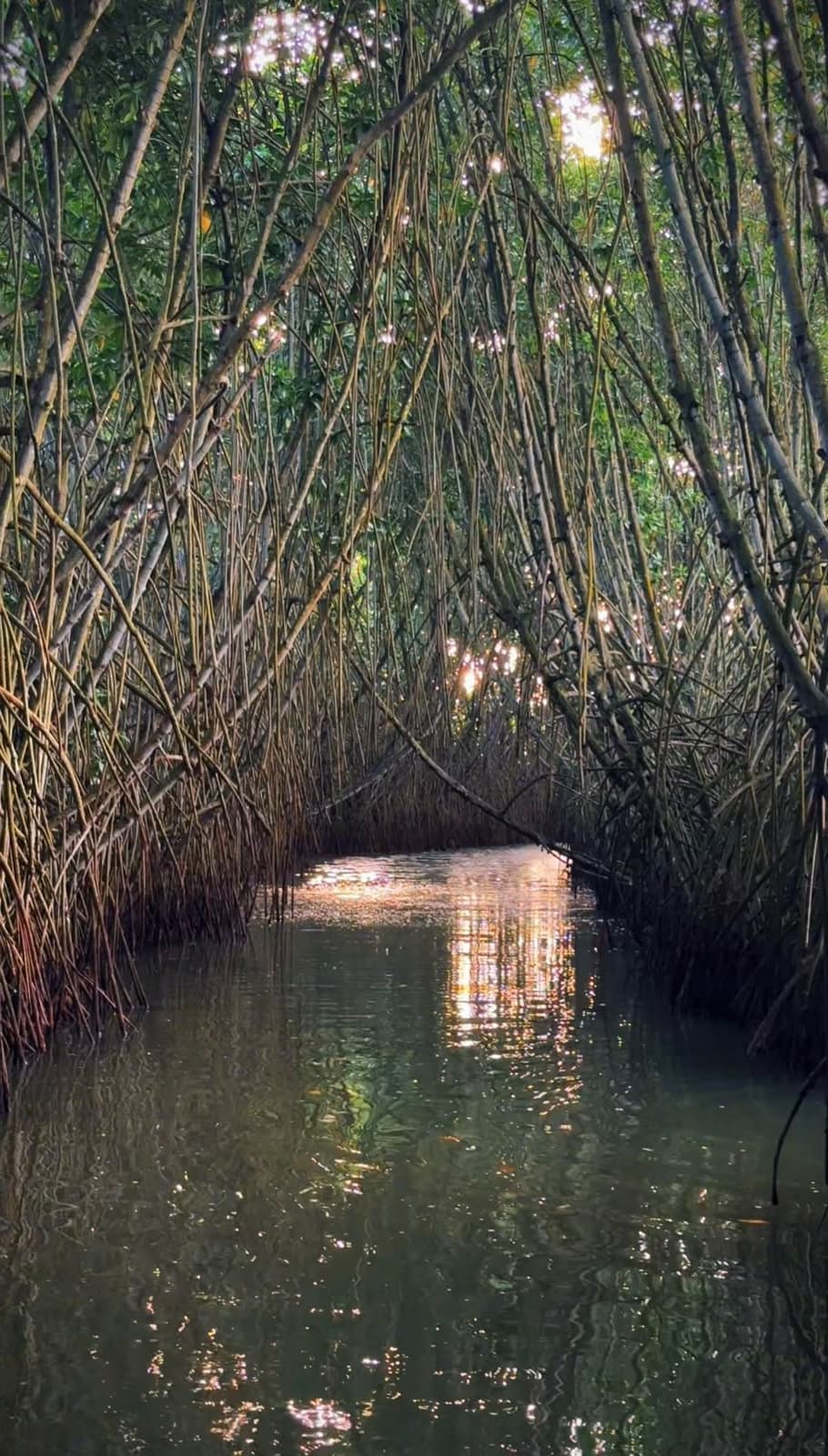 Golden hour mangrove kayaking varkala kerala — Walking Trees Adventures, Varkala