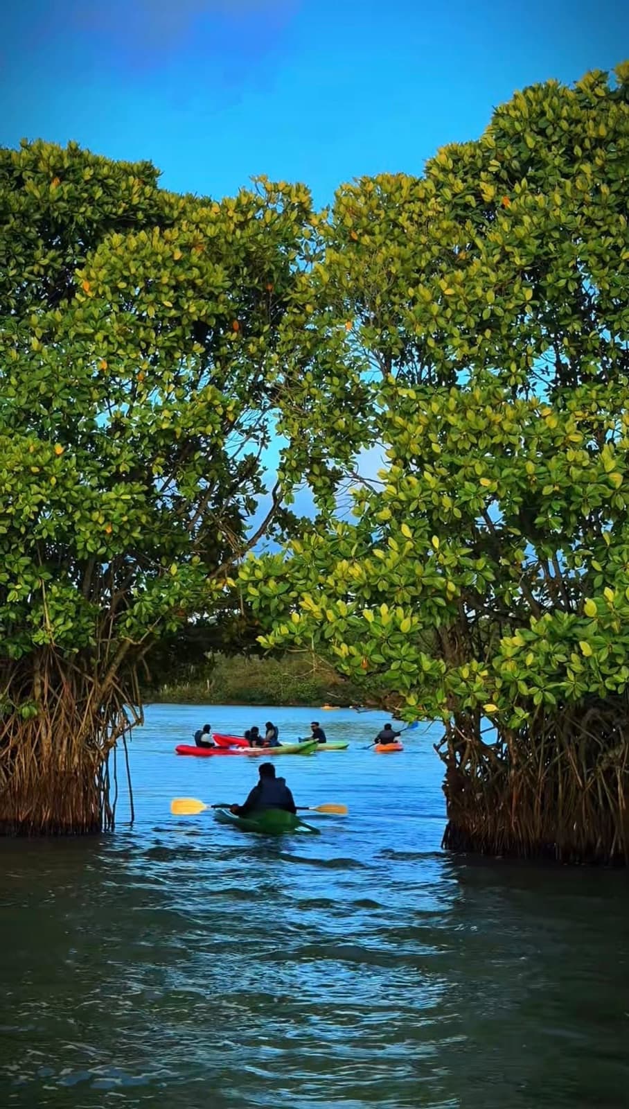 Mangrove arch paravoor backwaters varkala tour — Walking Trees Adventures, Varkala