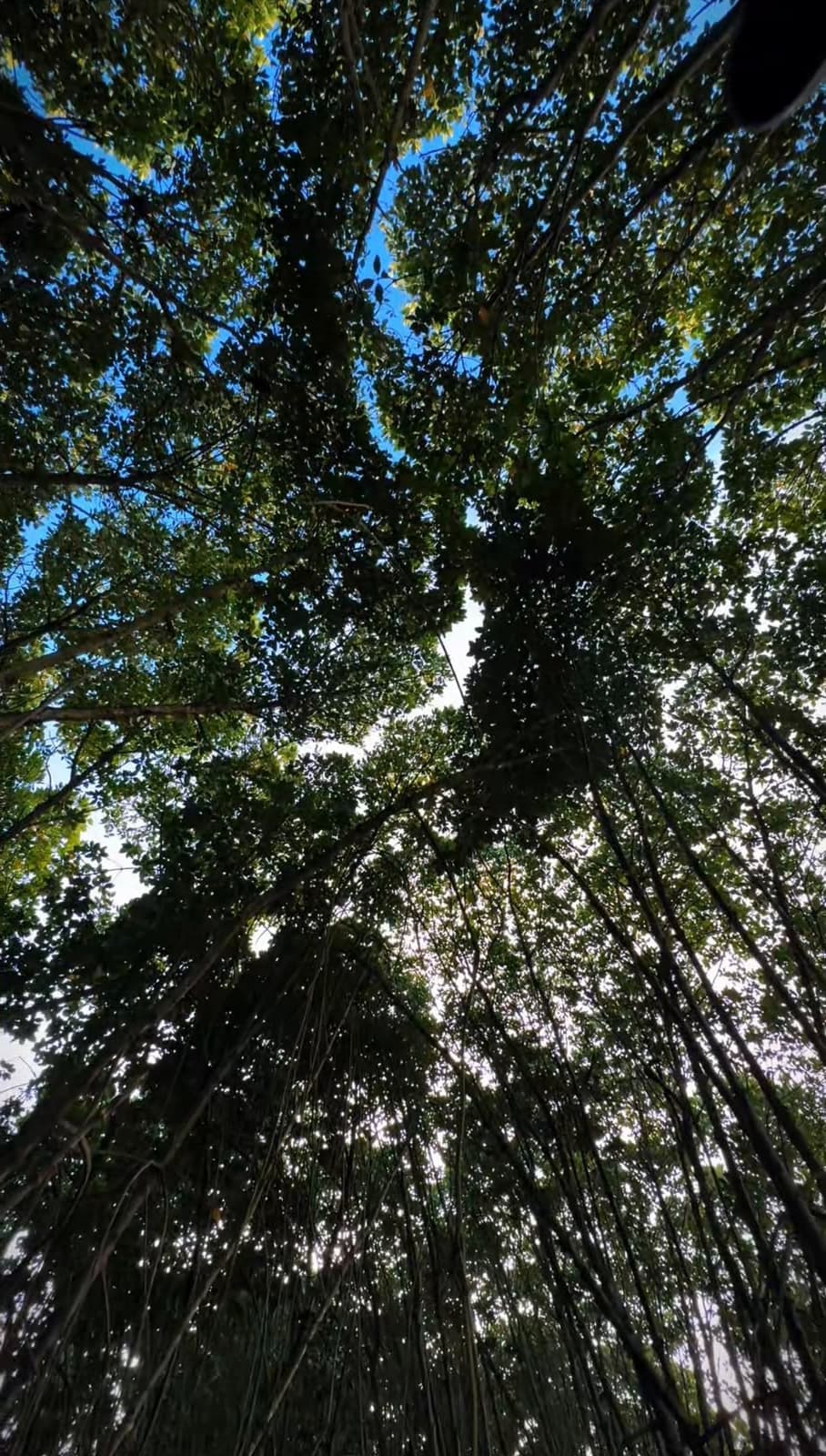 Mangrove canopy kayaking varkala walking trees — Walking Trees Adventures, Varkala
