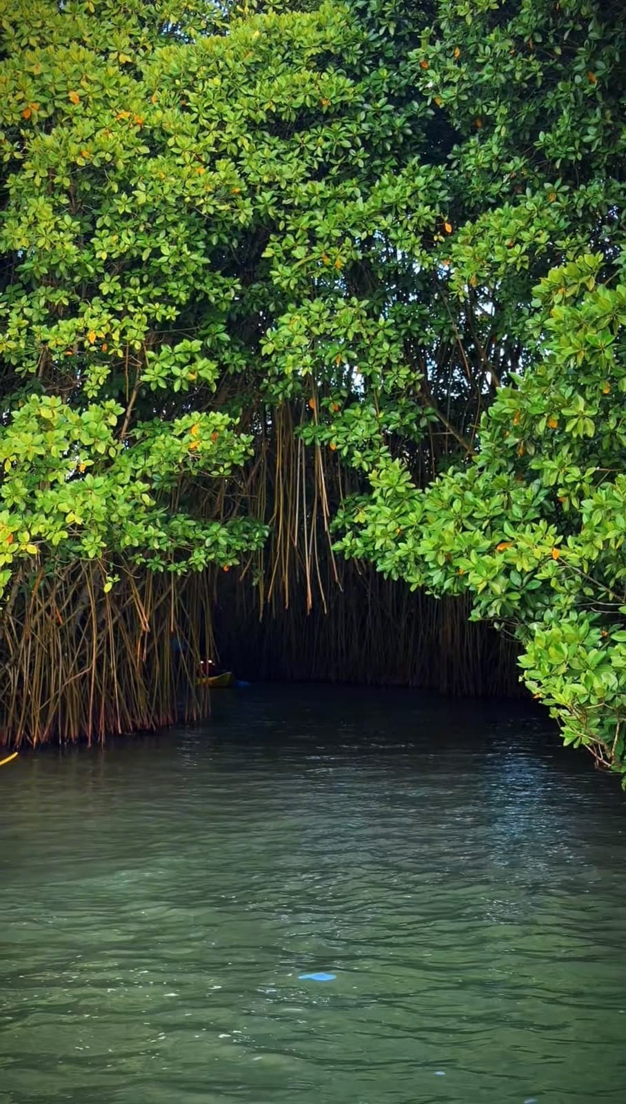 Nedungolam backwaters kayaking reflection varkala — Walking Trees Adventures, Varkala