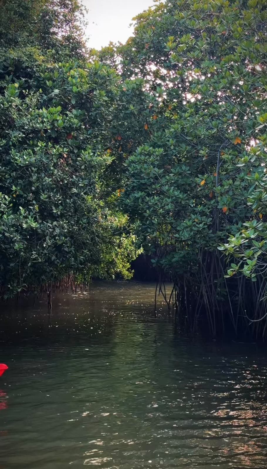 Secret mangrove tunnel backwater kayaking — Walking Trees Adventures, Varkala