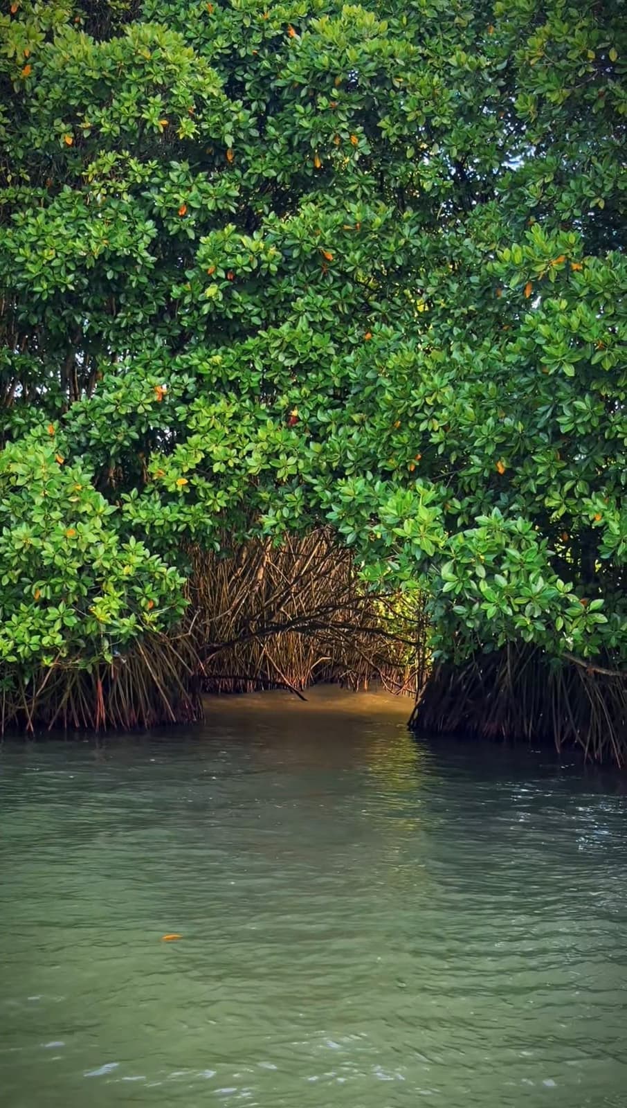 Varkala mangrove tunnel kayaking route nedungolam — Walking Trees Adventures, Varkala